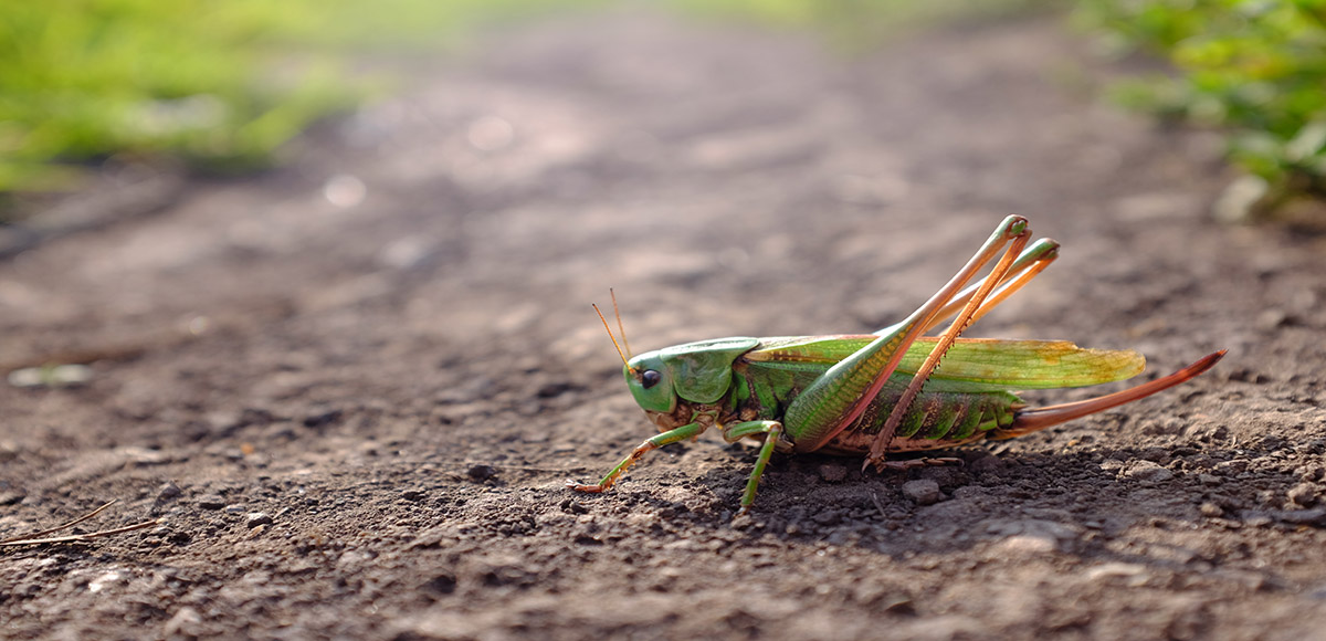 Come riconoscere e superare l’entomofobia, la paura degli insetti