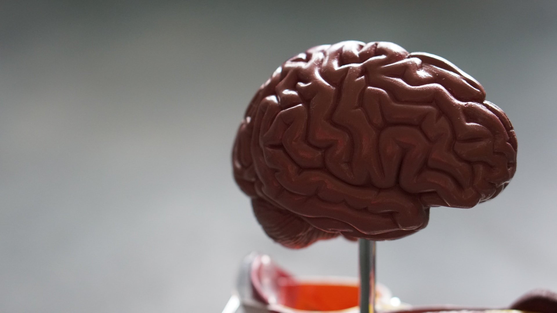 Cos’è il cervello rettiliano. Esiste? E quale sarebbe la sua funzione?