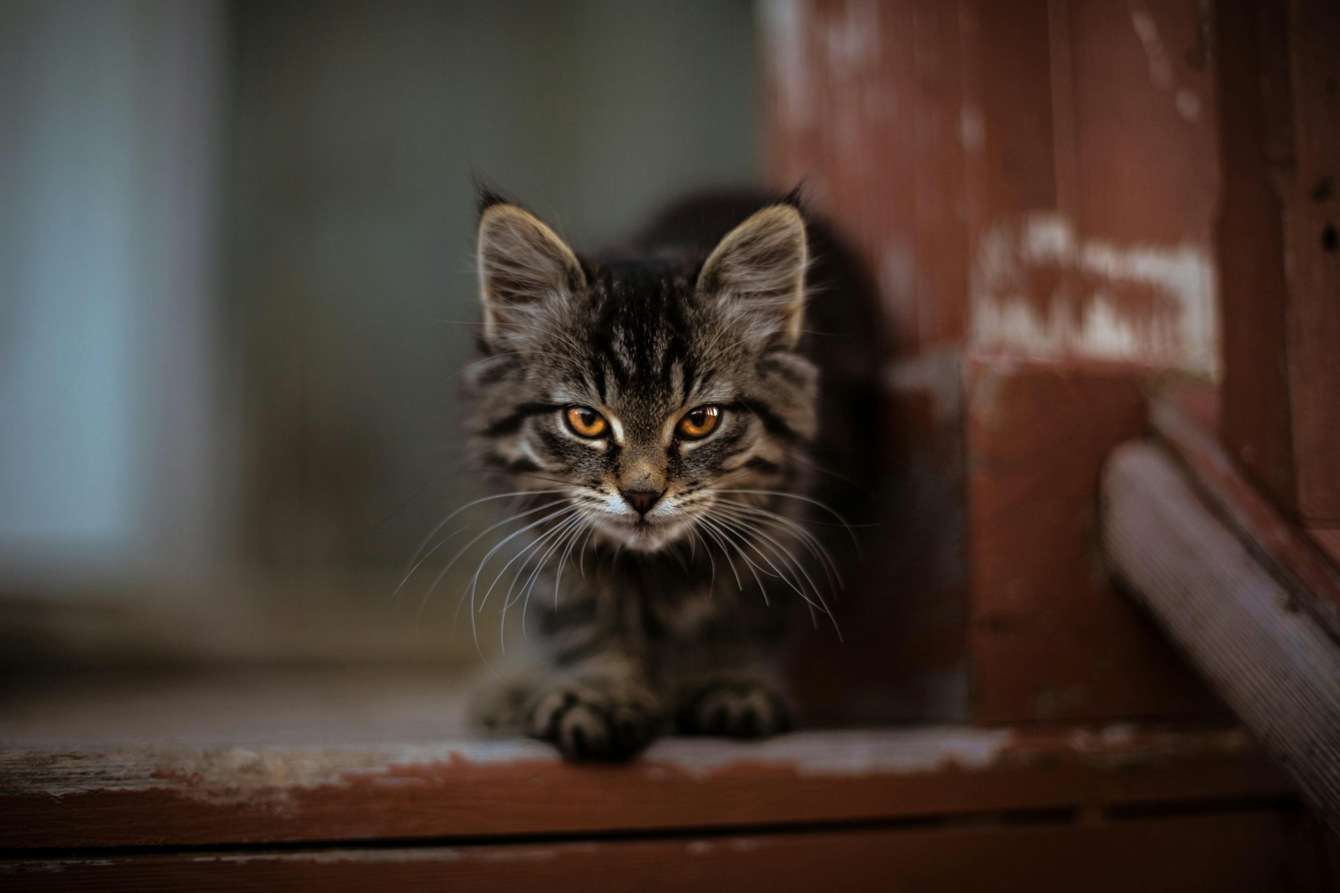 Ailurofobia: comprendere la paura dei gatti per vivere meglio