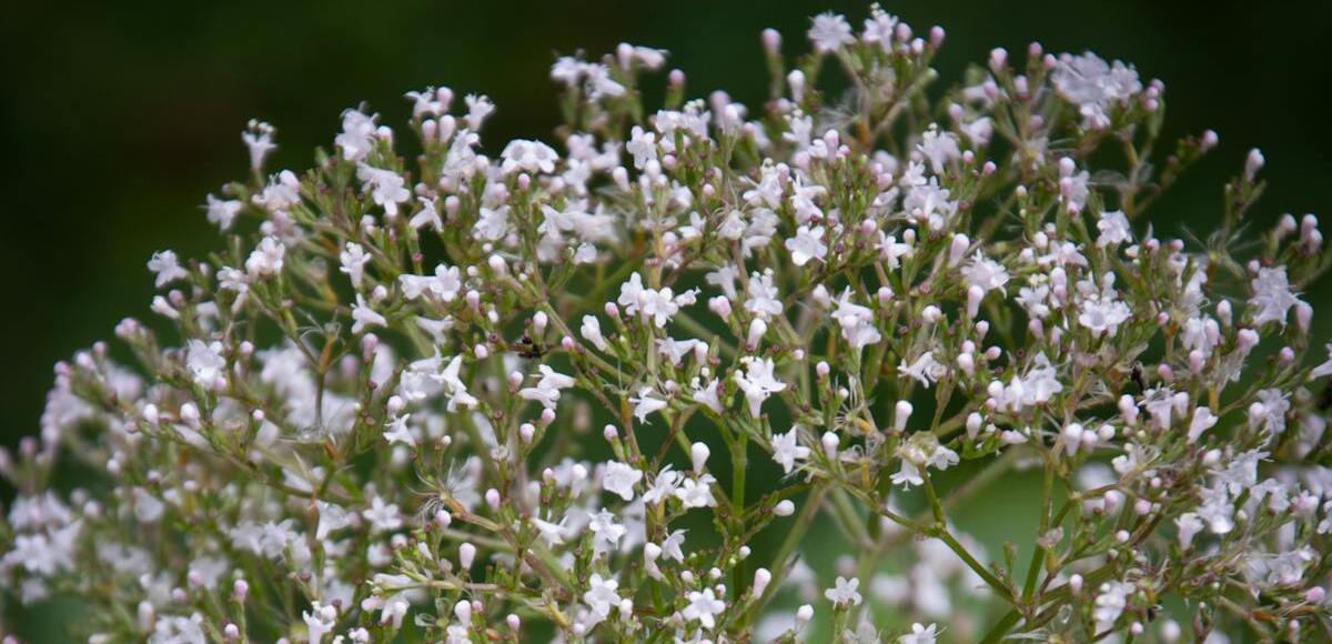 La valeriana serve davvero come calmante?